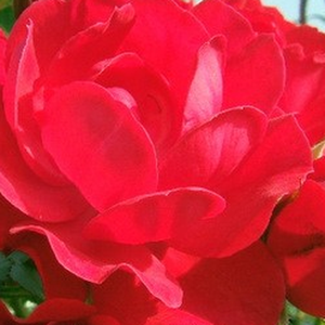 Розы - Саженцы Садовых Роз  - Почвопокровная роза  - красная - Poзa Лаймсглут - роза без запаха - Колин Э. Пирс - Обильноцветущая почвопокровная роза с красными махровыми цветами. Хорошо смотрится и в горшках.